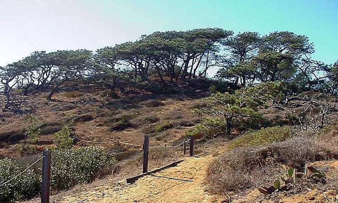Coastal bluff and native landscape in San Diego